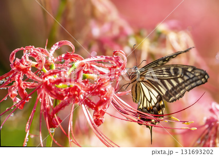 彼岸花の蜜を吸うアゲハチョウ 131693202