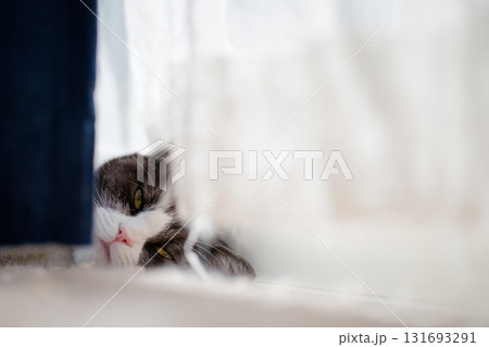 カーテンの隙間から見る猫 カーテンの隙間から見る猫 131693291