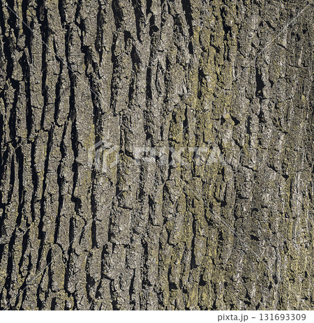 Vector illustration of a close-up of rough oak bark texture. Natural pattern, vertical background details 131693309