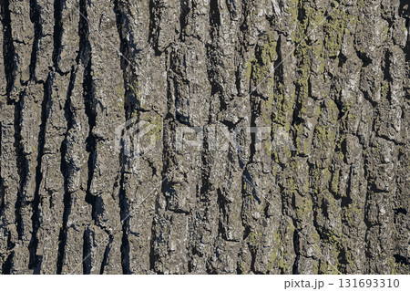 Vector illustration of a close-up of rough oak bark texture. Natural pattern, vertical background details 131693310