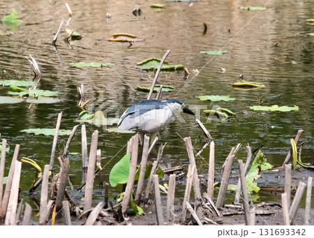 Black-crowned night heron (lat.- Nycticorax nycticorax) 131693342