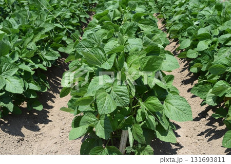 ダイズ畑 山形県庄内 131693811