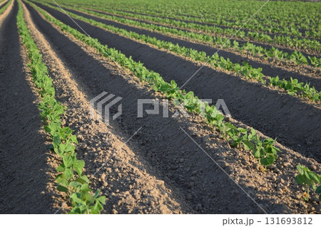 ダイズ畑 山形県庄内 131693812