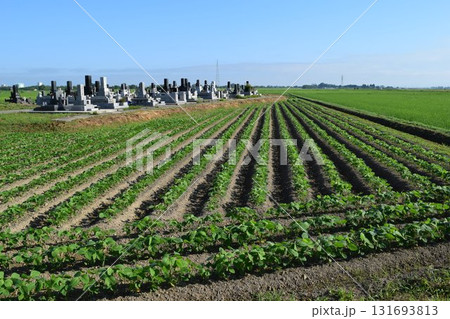ダイズ畑 山形県庄内 131693813
