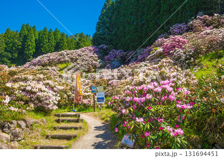 ミヤシノシャクナゲ園のシャクナゲ 131694451