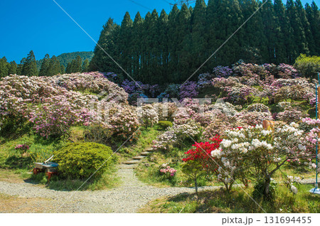 ミヤシノシャクナゲ園のシャクナゲ 131694455