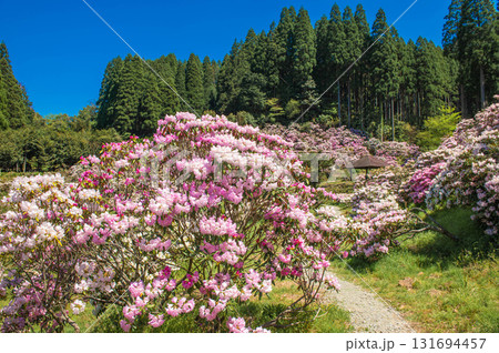 ミヤシノシャクナゲ園のシャクナゲ 131694457