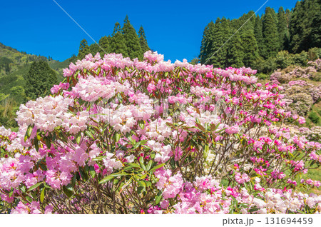 ミヤシノシャクナゲ園のシャクナゲ 131694459