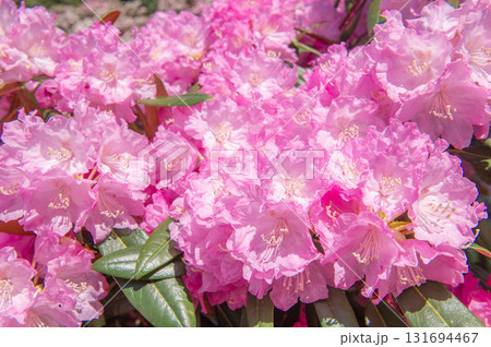 ミヤシノシャクナゲ園のシャクナゲ ミヤシノシャクナゲ園のシャクナゲ 131694467
