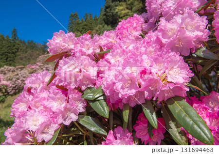 ミヤシノシャクナゲ園のシャクナゲ 131694468