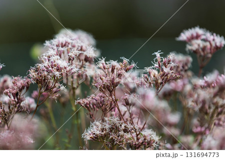 フジバカマ 131694773