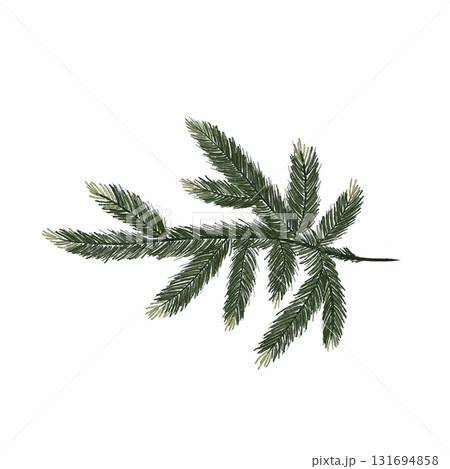 Green spruce branch. Watercolor botanical illustration of an evergreen tree, isolated on white background 131694858