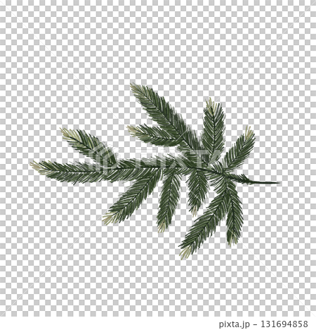 Green spruce branch. Watercolor botanical illustration of an evergreen tree, isolated on white background 131694858