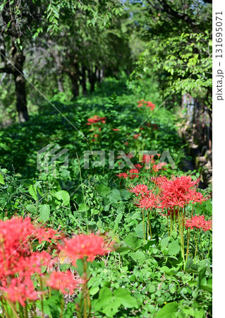 南砺井波大門川の彼岸花 南砺井波大門川の彼岸花 131695071