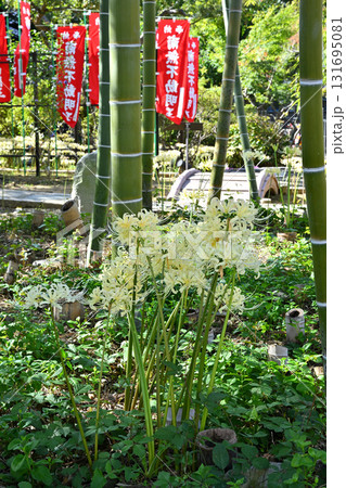 石川金沢香林寺の彼岸花 石川金沢香林寺の彼岸花 131695081