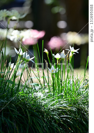石川金沢香林寺の彼岸花 石川金沢香林寺の彼岸花 131695088