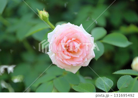 バラの花 ピエールドゥロンサール バラの花 ピエールドゥロンサール 131695492