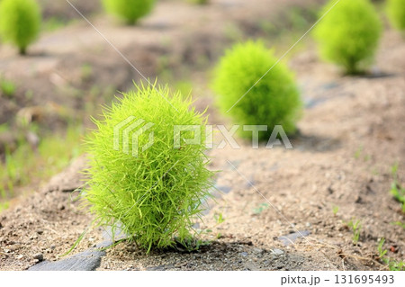 可愛い　コキア 131695493