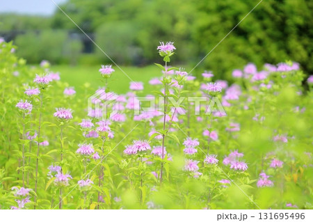 可愛い　ワイルドベルガモットの花 131695496