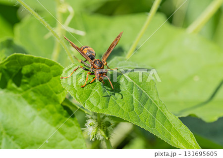 セグロアシナガバチ 131695605