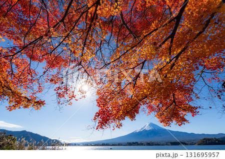 【富士山素材】秋の河口湖から見る冠雪した富士山と紅葉【山梨県】 【富士山素材】秋の河口湖から見る冠雪した富士山と紅葉【山梨県】 131695957