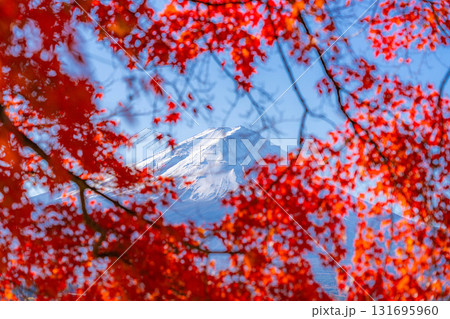 【富士山素材】秋の河口湖から見る冠雪した富士山と紅葉【山梨県】 131695960