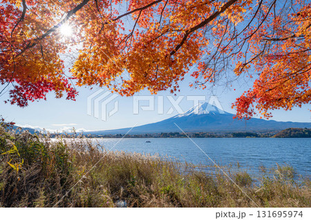 【富士山素材】秋の河口湖から見る冠雪した富士山と紅葉【山梨県】 131695974