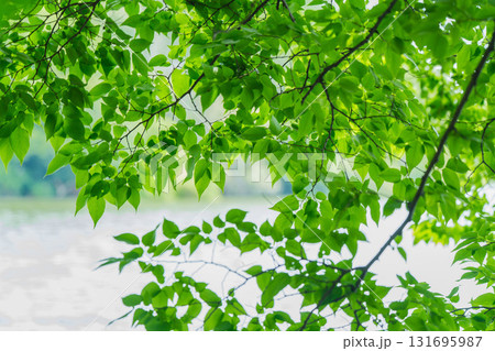 大阪府枚方市の山田池公園の池面に映る新緑 131695987