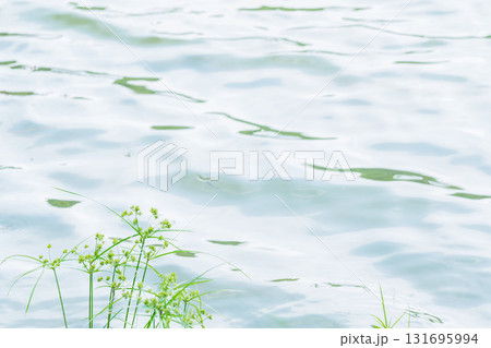 大阪府枚方市の山田池公園の池面に映る新緑 131695994