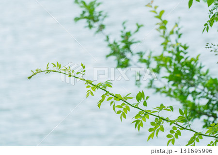 大阪府枚方市の山田池公園の池面に映る新緑 131695996
