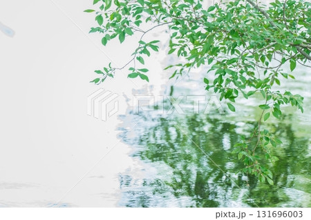 大阪府枚方市の山田池公園の池面に映る新緑 大阪府枚方市の山田池公園の池面に映る新緑 131696003