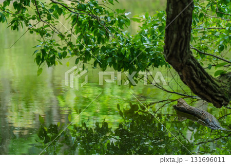 大阪府枚方市の山田池公園の池面に映る新緑 131696011