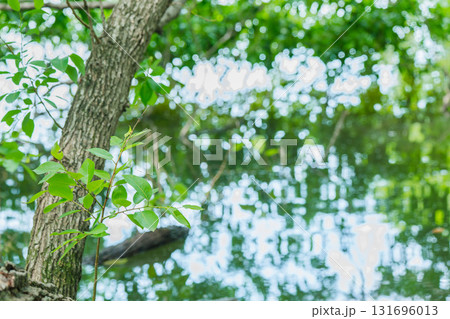 大阪府枚方市の山田池公園の池面に映る新緑 131696013