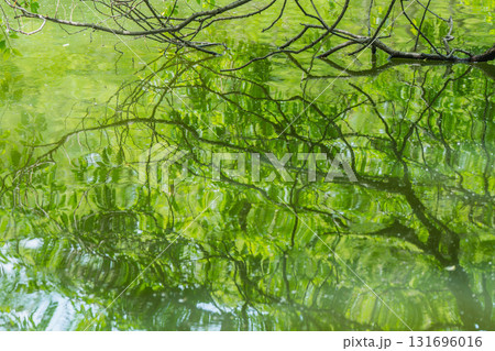 大阪府枚方市の山田池公園の池面に映る新緑 大阪府枚方市の山田池公園の池面に映る新緑 131696016