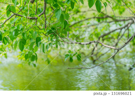 大阪府枚方市の山田池公園の池面に映る新緑 131696021