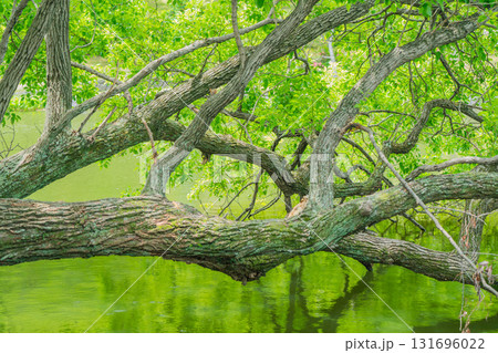 大阪府枚方市の山田池公園の池面に映る新緑 131696022