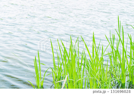 大阪府枚方市の山田池公園の池面に映る新緑 131696028