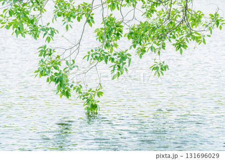 大阪府枚方市の山田池公園の池面に映る新緑 大阪府枚方市の山田池公園の池面に映る新緑 131696029