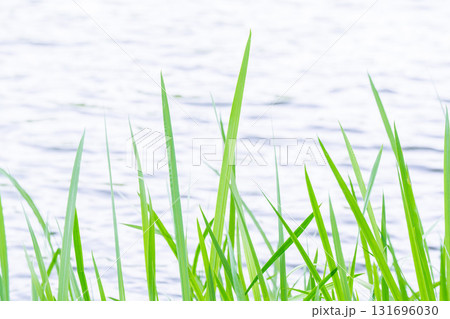 大阪府枚方市の山田池公園の池面に映る新緑 131696030