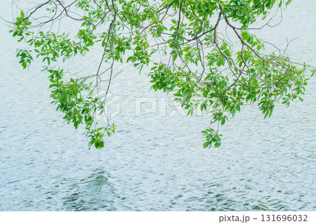 大阪府枚方市の山田池公園の池面に映る新緑 131696032