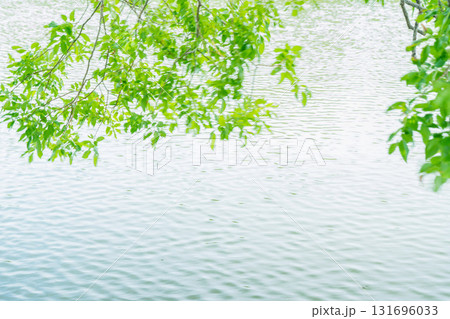 大阪府枚方市の山田池公園の池面に映る新緑 131696033