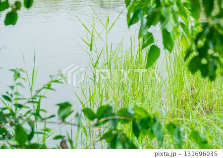 大阪府枚方市の山田池公園の池面に映る新緑 131696035