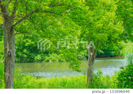 大阪府枚方市の山田池公園の池面に映る新緑 131696040