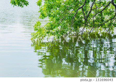 大阪府枚方市の山田池公園の池面に映る新緑 131696043