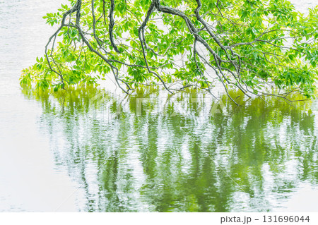 大阪府枚方市の山田池公園の池面に映る新緑 大阪府枚方市の山田池公園の池面に映る新緑 131696044