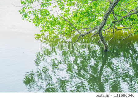 大阪府枚方市の山田池公園の池面に映る新緑 大阪府枚方市の山田池公園の池面に映る新緑 131696046