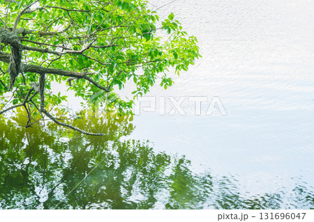 大阪府枚方市の山田池公園の池面に映る新緑 131696047