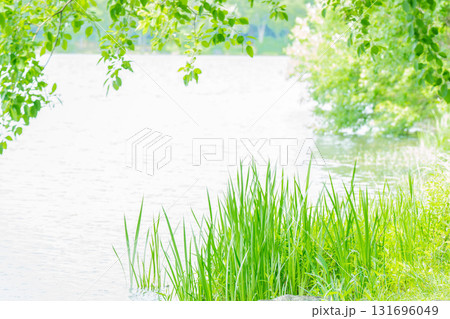 大阪府枚方市の山田池公園の池面に映る新緑 大阪府枚方市の山田池公園の池面に映る新緑 131696049