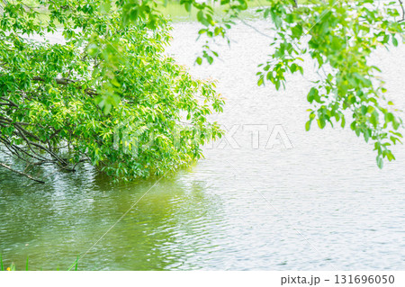 大阪府枚方市の山田池公園の池面に映る新緑 大阪府枚方市の山田池公園の池面に映る新緑 131696050