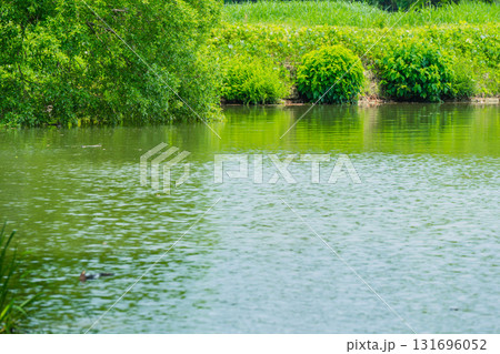 大阪府枚方市の山田池公園の池面に映る新緑 131696052